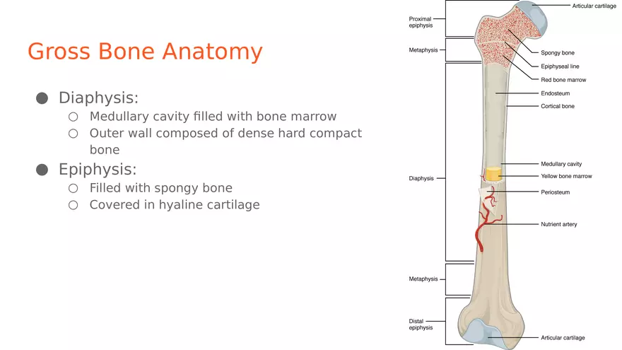 Unit 2 Skeletal System - Page 19