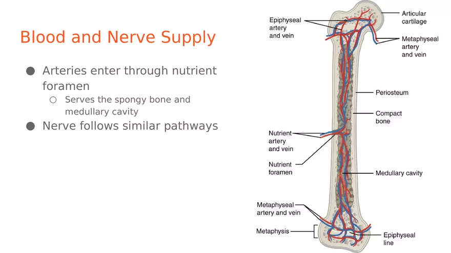 Unit 2 Skeletal System - Page 21