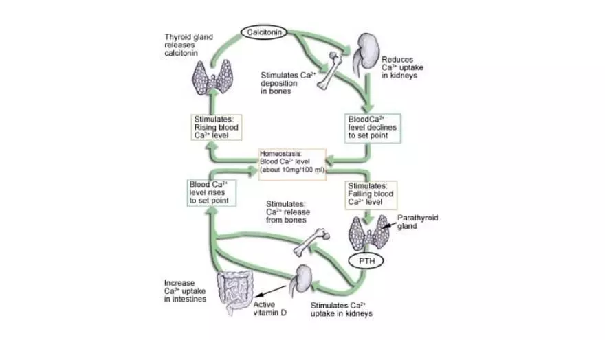 Unit 2 Skeletal System - Page 23