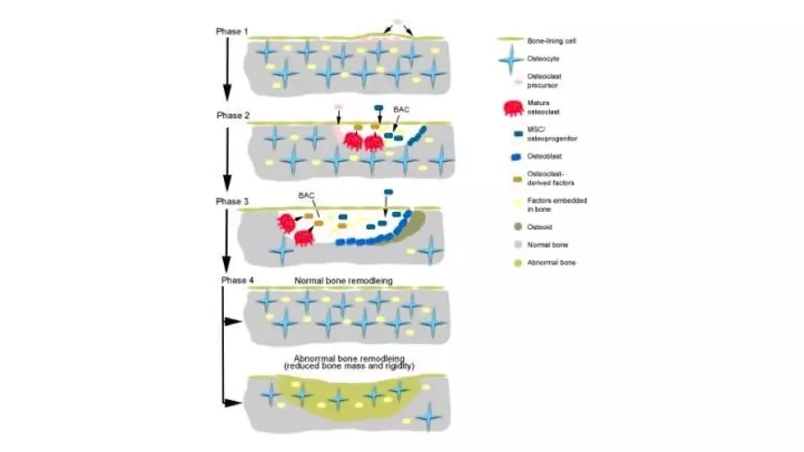 Unit 2 Skeletal System - Page 26