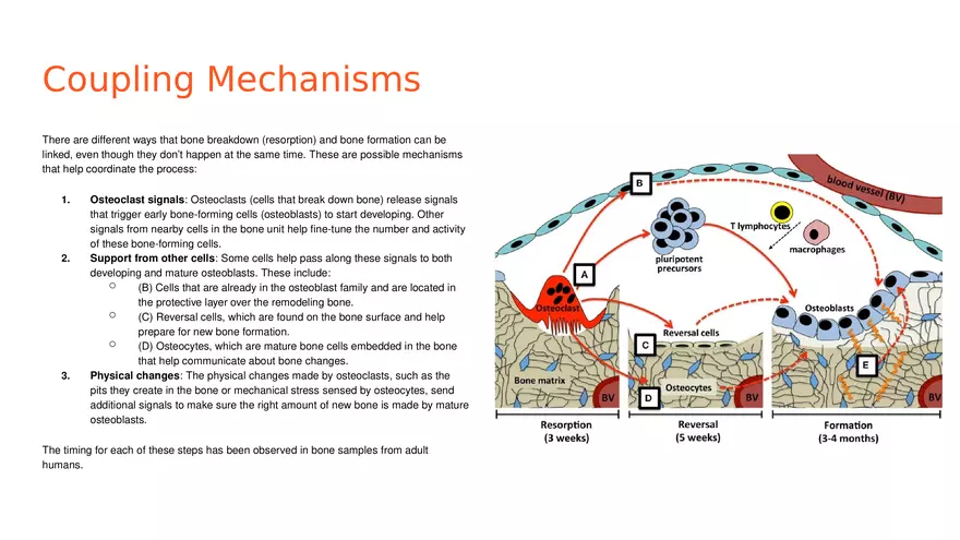 Unit 2 Skeletal System - Page 28