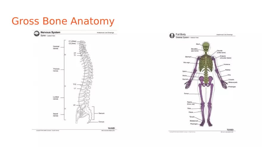 Unit 2 Skeletal System - Page 31
