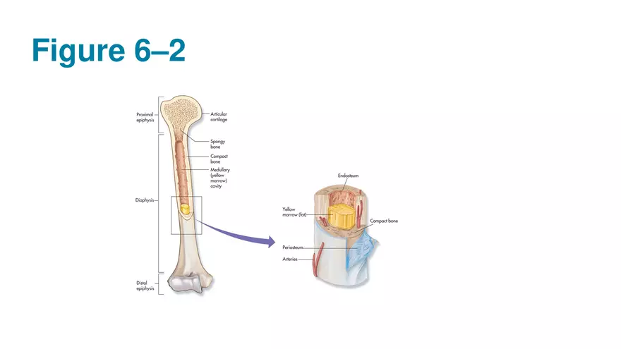 Unit 2 Skeletal System - Page 34