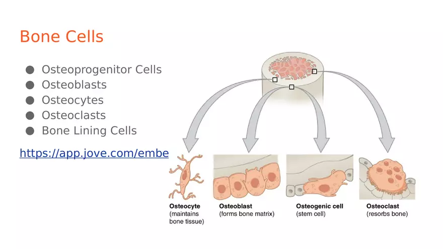 Unit 2 Skeletal System - Page 4