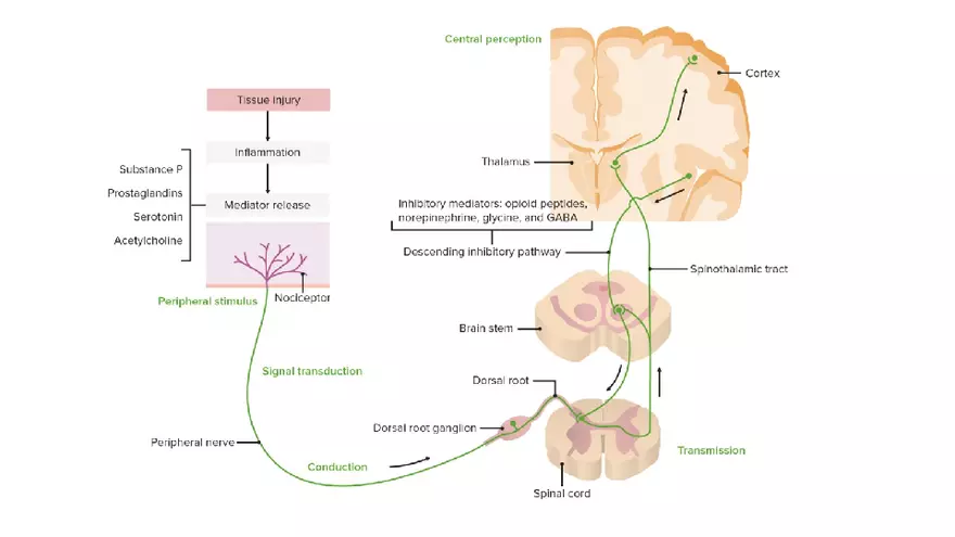 Pain Psychology - Page 8