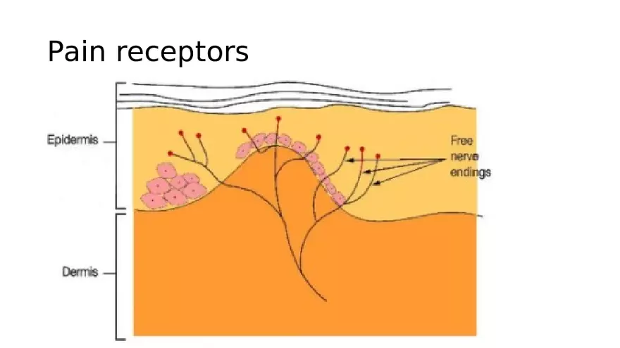 Pain Psychology - Page 6