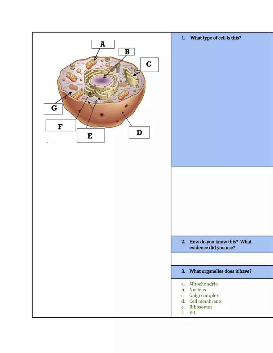 Review Sheet for Structure and Function of Cells and Cell Structures - Page 4