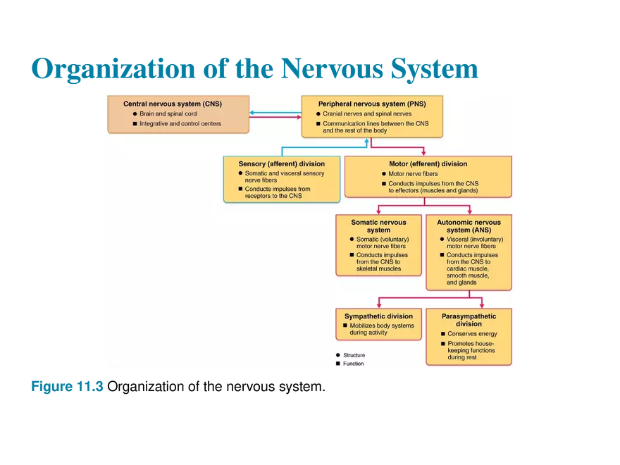 11.1 The Nervous System’s Functions - Page 9