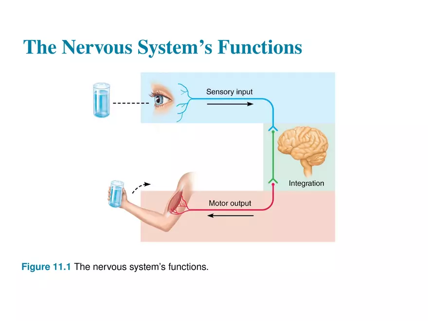 11.1 The Nervous System’s Functions - Page 3