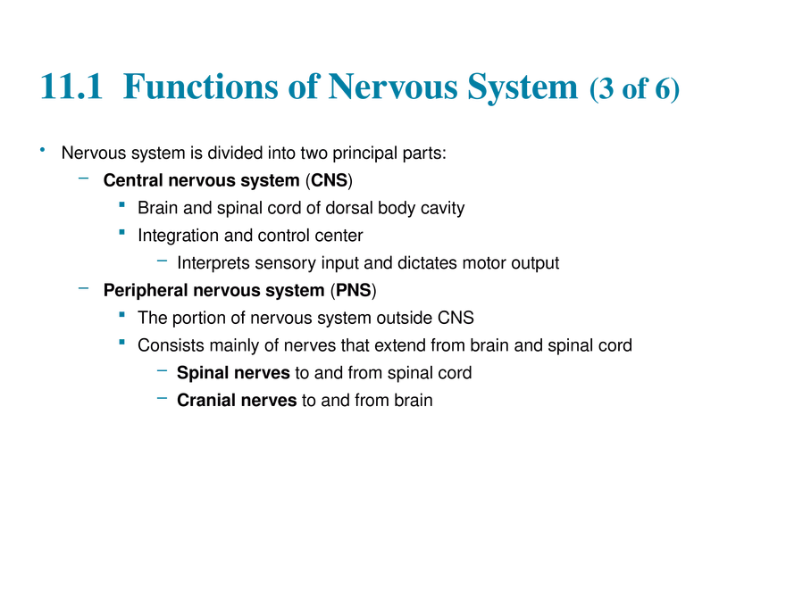 11.1 The Nervous System’s Functions - Page 4