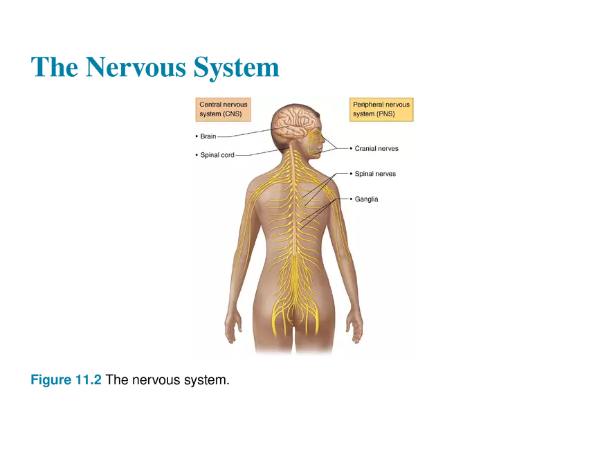 11.1 The Nervous System’s Functions - Page 5
