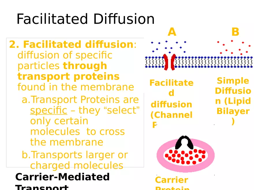 Transport Across Cell Membrane - Page 8