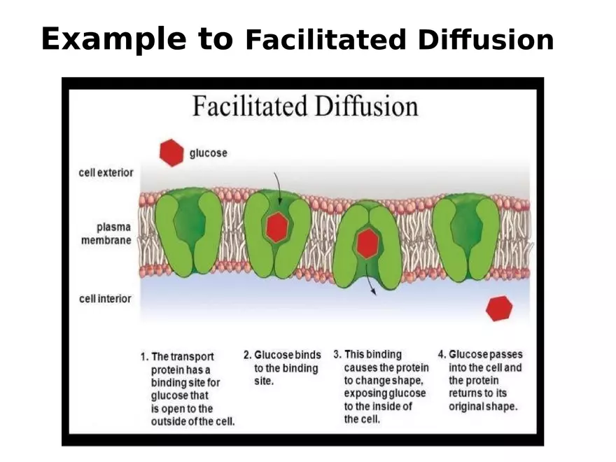 Transport Across Cell Membrane - Page 9
