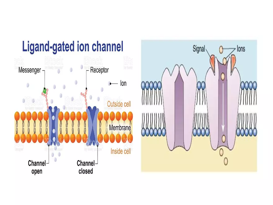 Transport Across Cell Membrane - Page 11