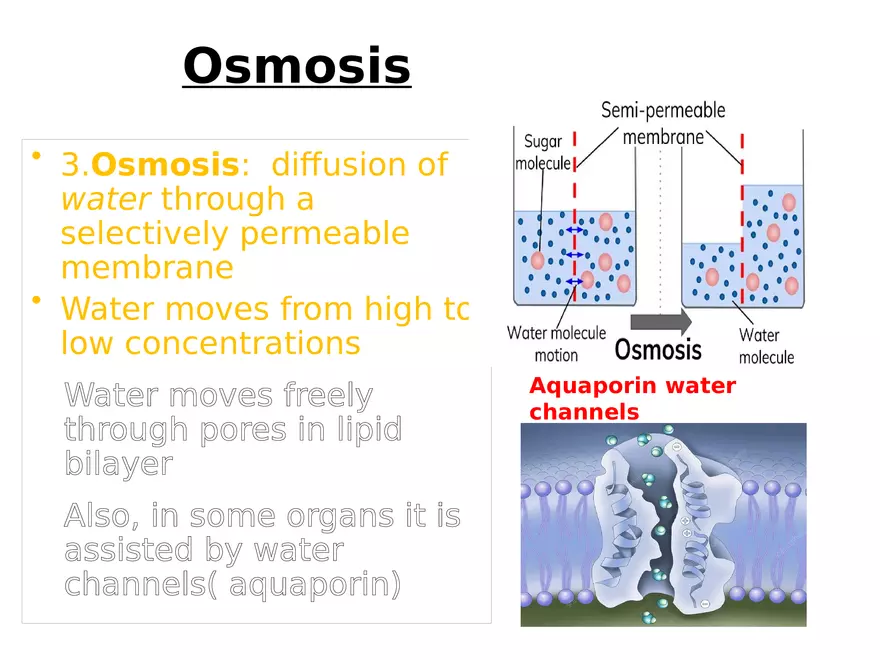 Transport Across Cell Membrane - Page 12
