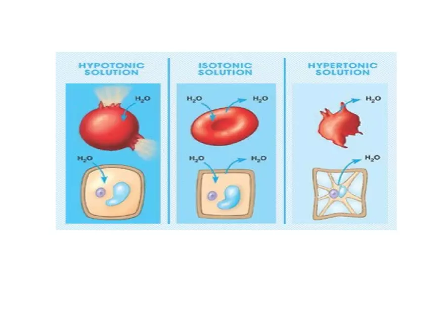 Transport Across Cell Membrane - Page 20