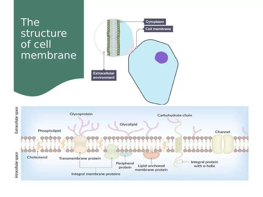 Transport Across Cell Membrane - Page 22