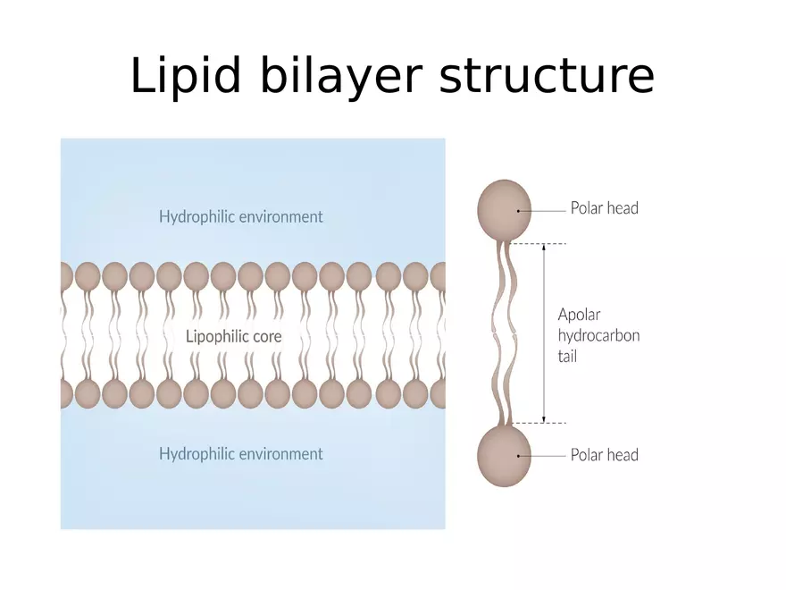 Transport Across Cell Membrane - Page 23