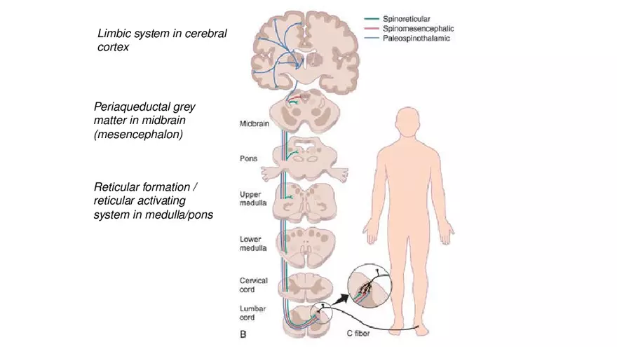 Spinal Cord - Page 7