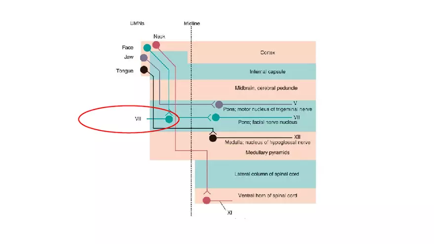 Spinal Cord - Page 98
