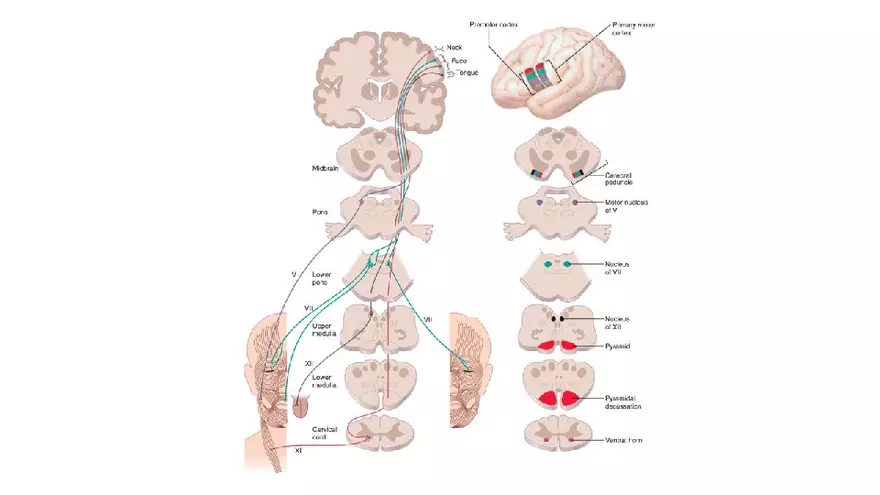 Spinal Cord - Page 99