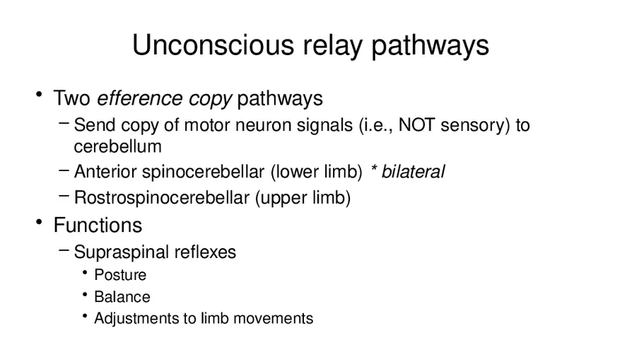 Spinal Cord - Page 11