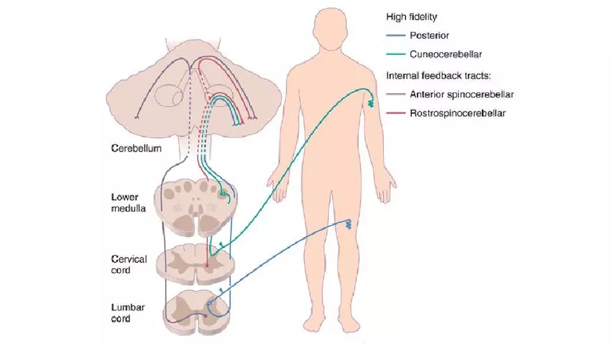 Spinal Cord - Page 12