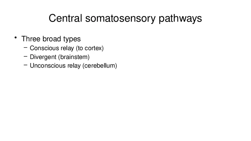 Spinal Cord - Page 13