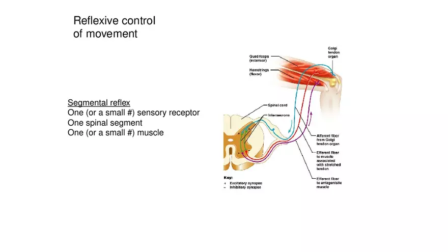 Spinal Cord - Page 16