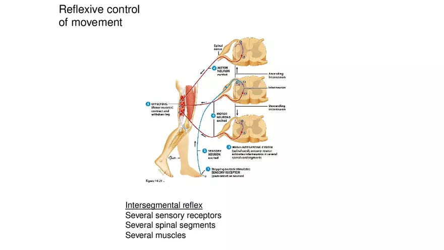 Spinal Cord - Page 17
