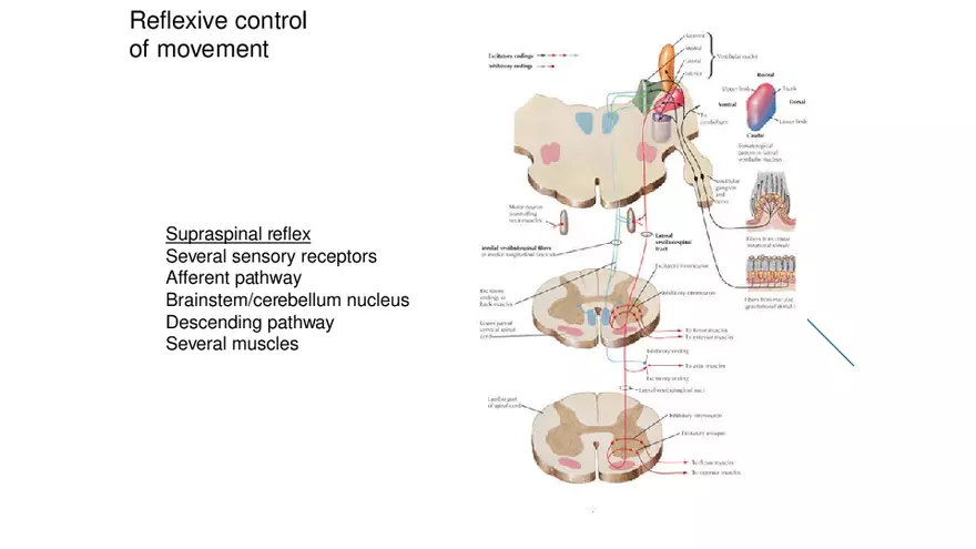 Spinal Cord - Page 18