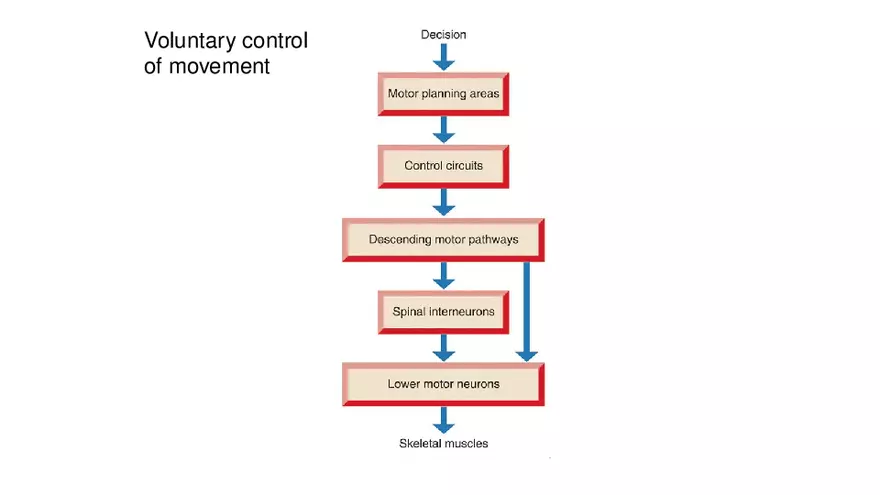 Spinal Cord - Page 19