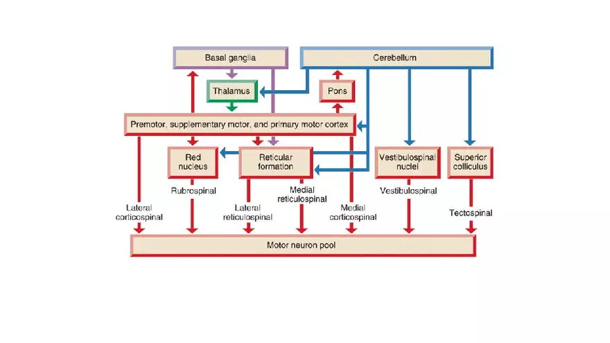 Spinal Cord - Page 20