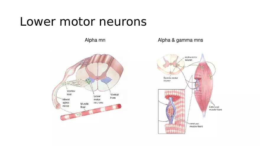 Spinal Cord - Page 22