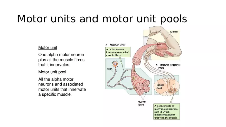 Spinal Cord - Page 23
