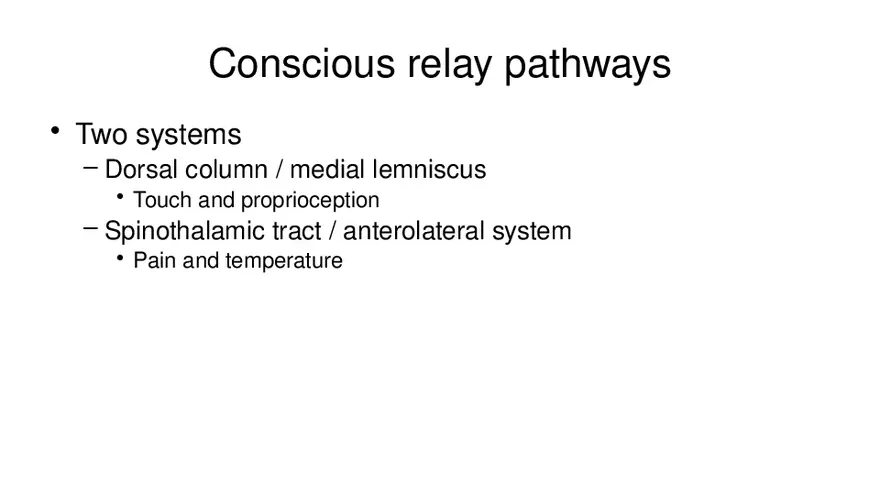 Spinal Cord - Page 24