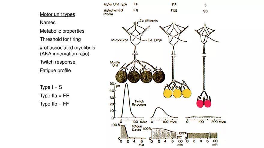 Spinal Cord - Page 25