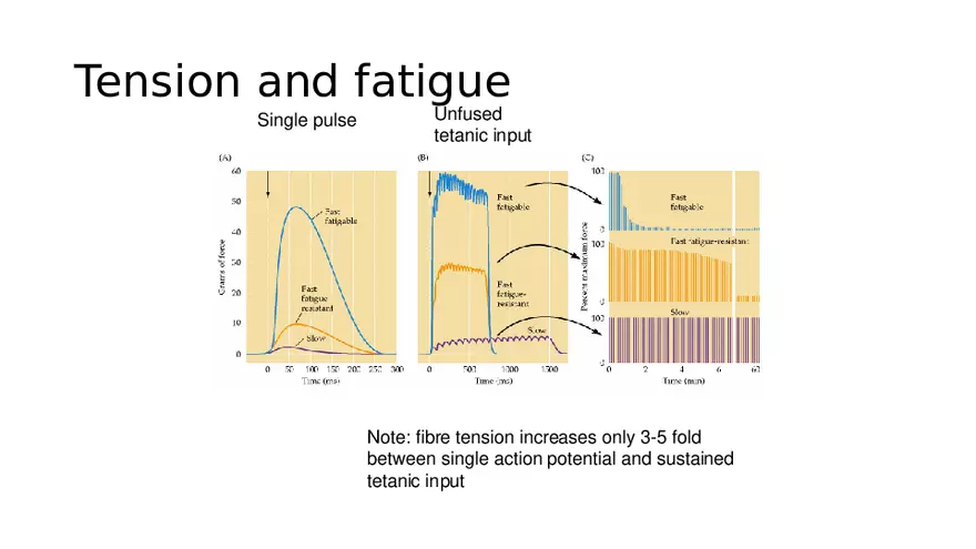 Spinal Cord - Page 26