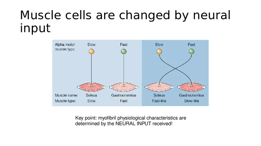 Spinal Cord - Page 27
