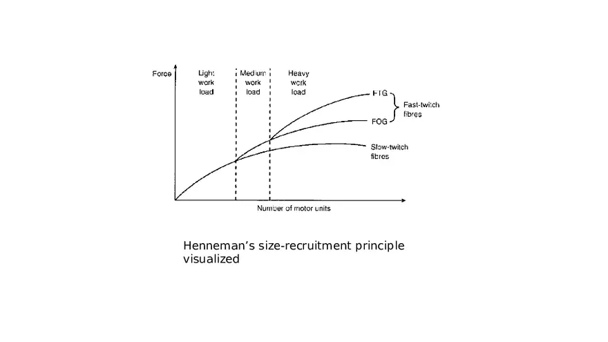 Spinal Cord - Page 29