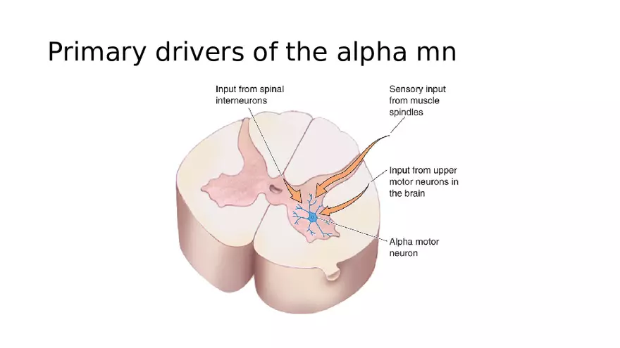 Spinal Cord - Page 32