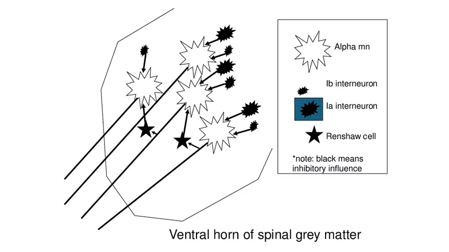 Spinal Cord - Page 34