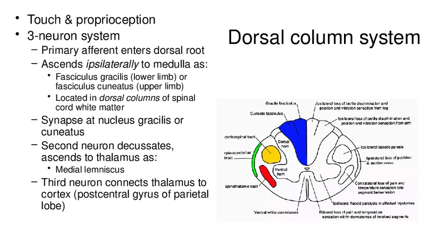 Spinal Cord - Page 35