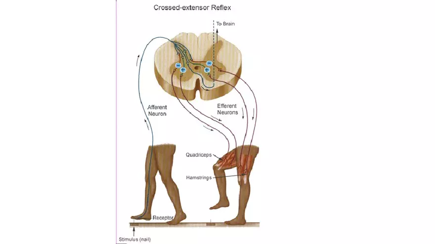 Spinal Cord - Page 37
