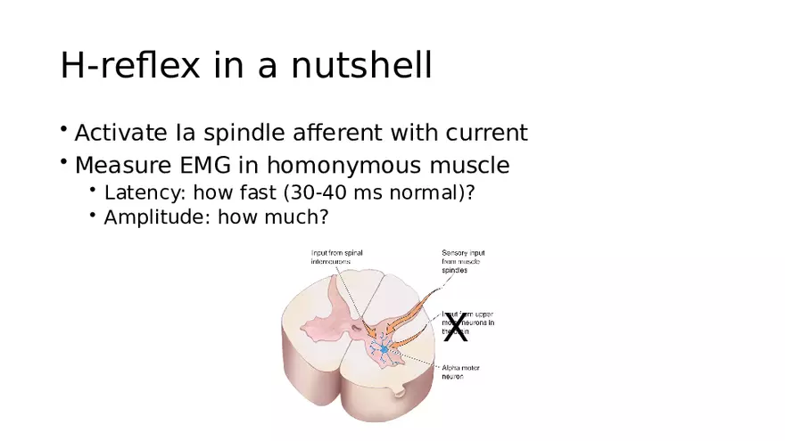 Spinal Cord - Page 41
