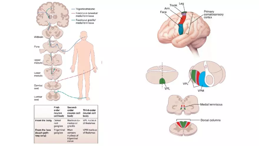 Spinal Cord - Page 46