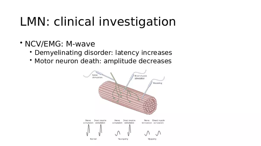 Spinal Cord - Page 51
