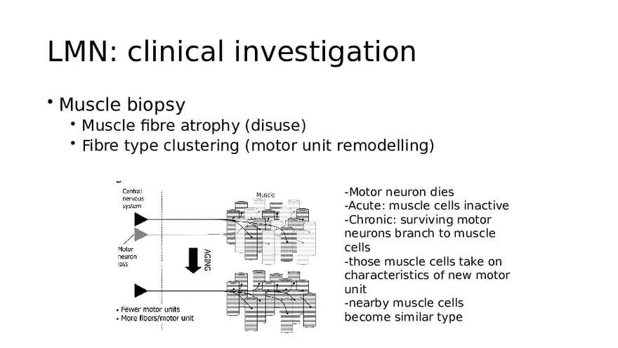 Spinal Cord - Page 53