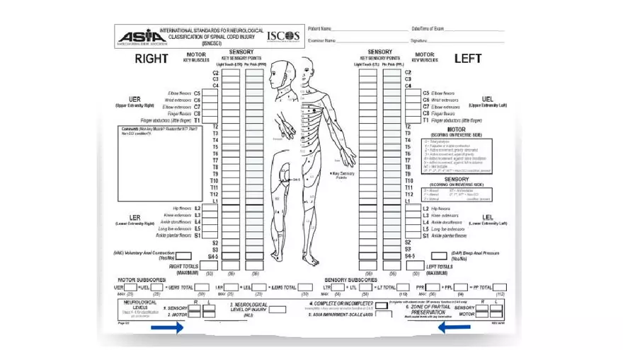 Spinal Cord - Page 63