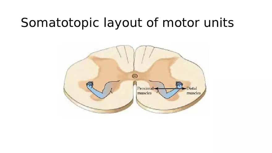 Spinal Cord - Page 64